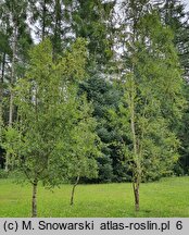 Betula tianschanica (brzoza tianszańska)