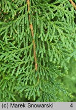 Thuja occidentalis Recurvata