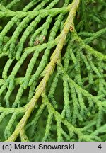 Thuja occidentalis Recurvata