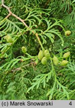 Thuja occidentalis Recurvata