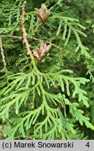 Thuja occidentalis Recurvata