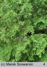 Thuja occidentalis Recurvata