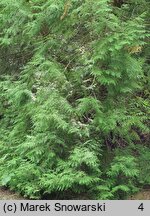 Thuja occidentalis Recurvata