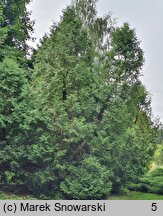 Thuja occidentalis Recurvata