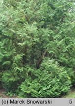 Thuja occidentalis Recurvata