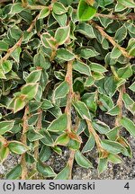 Cotoneaster atropurpureus Variegatus