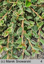 Cotoneaster atropurpureus Variegatus