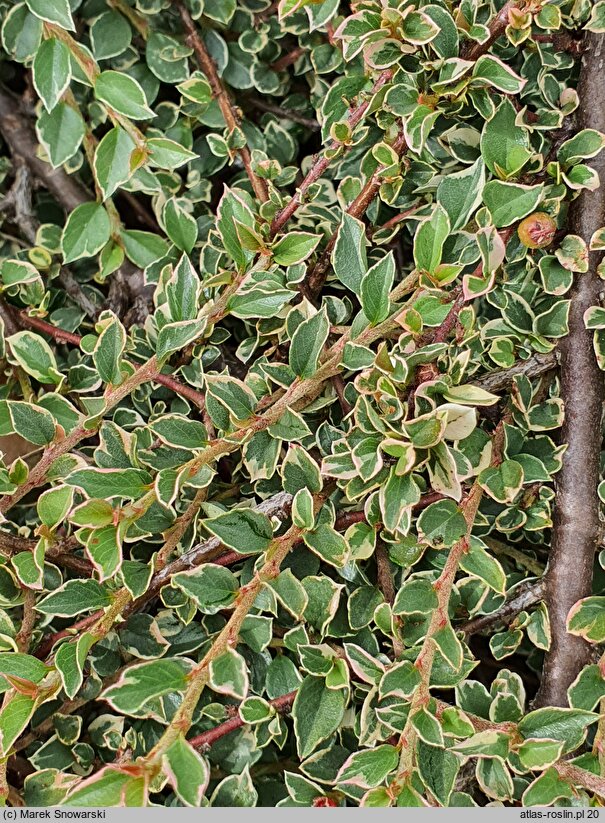 Cotoneaster atropurpureus Variegatus