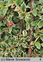 Cotoneaster atropurpureus Variegatus