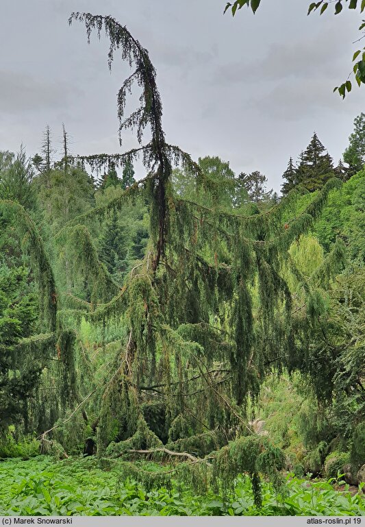 Juniperus communis Horstmann
