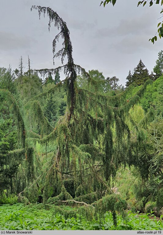 Juniperus communis Horstmann