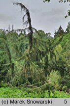 Juniperus communis Horstmann