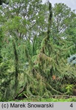 Juniperus communis Horstmann