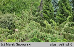 Juniperus communis Horstmann