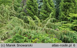 Juniperus communis Horstmann