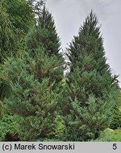 Juniperus scopulorum Skyrocket