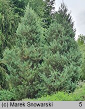 Juniperus scopulorum Skyrocket