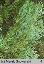 Juniperus scopulorum Skyrocket