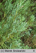 Juniperus scopulorum Skyrocket