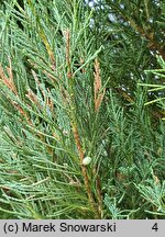 Juniperus scopulorum Skyrocket