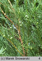 Juniperus scopulorum Skyrocket