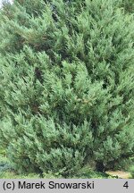 Juniperus scopulorum Skyrocket