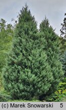 Juniperus scopulorum Skyrocket