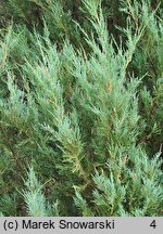 Juniperus scopulorum Skyrocket