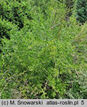 Jasminum fruticans (jaśmin krzewiasty)