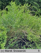 Jasminum fruticans (jaśmin krzewiasty)