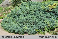 Juniperus squamata Blue Star