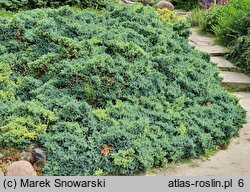 Juniperus squamata Blue Star