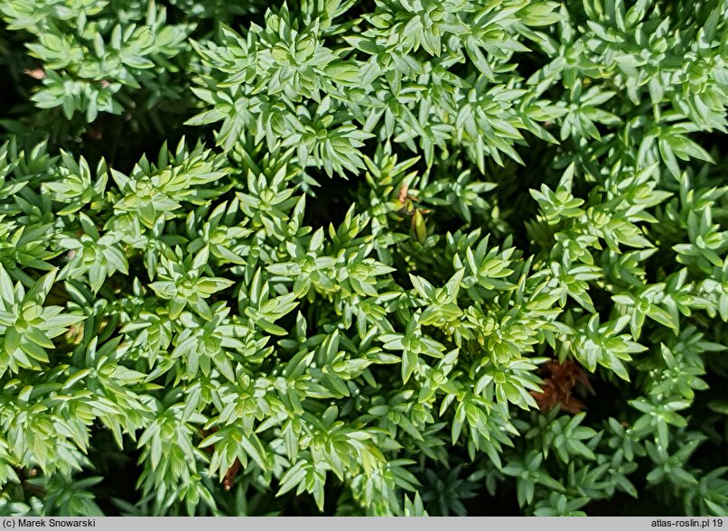 Juniperus procumbens Bonin Isles