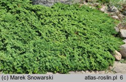 Juniperus procumbens Bonin Isles