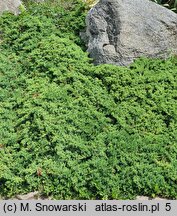 Juniperus procumbens Bonin Isles