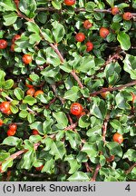 Cotoneaster nan-shan (irga wczesna)