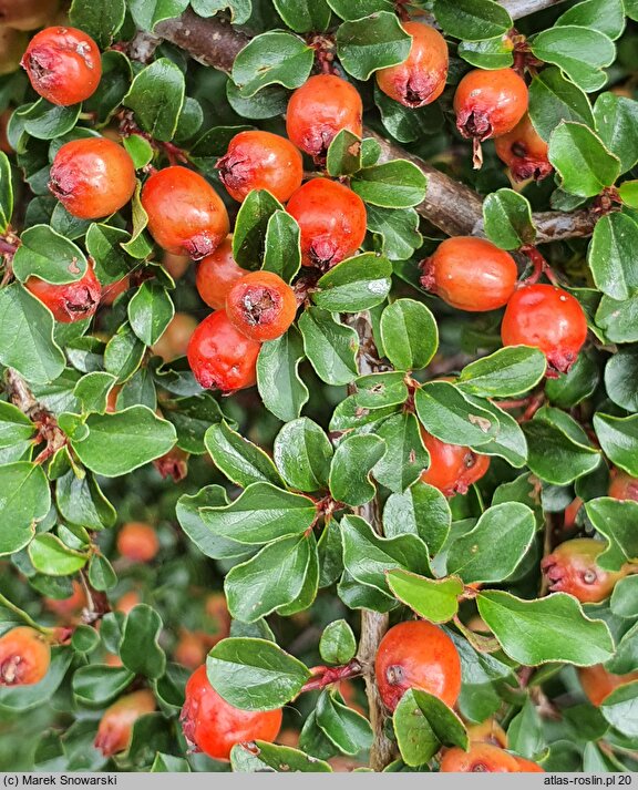 Cotoneaster nan-shan (irga wczesna)