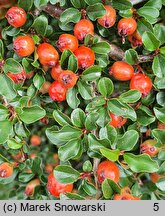 Cotoneaster nan-shan (irga wczesna)