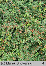 Cotoneaster nan-shan (irga wczesna)