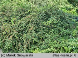 Cotoneaster nan-shan (irga wczesna)