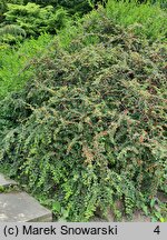 Cotoneaster nan-shan (irga wczesna)