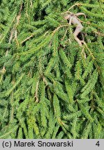 Picea abies Formanek