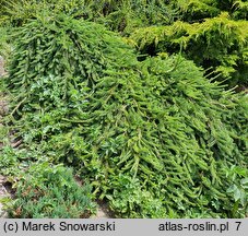 Picea abies Formanek