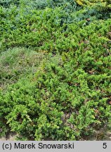 Juniperus rigida var. conferta (jałowiec nadbrzeżny)