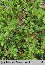 Juniperus rigida var. conferta (jałowiec nadbrzeżny)