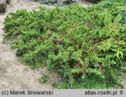 Juniperus rigida var. conferta (jałowiec nadbrzeżny)