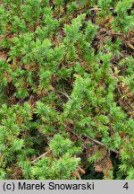 Juniperus rigida var. conferta (jałowiec nadbrzeżny)