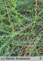 Berberis ×stenophylla (berberys wąskolistny)