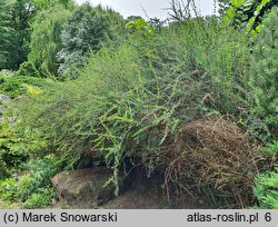 Berberis ×stenophylla (berberys wąskolistny)