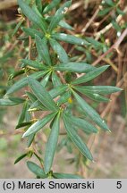 Berberis ×stenophylla (berberys wąskolistny)